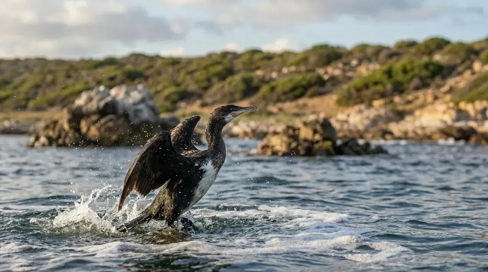 Cormorán pecho blanco
