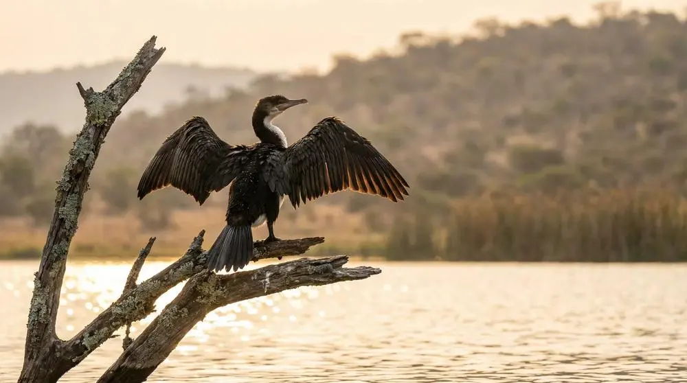 Cormorán pecho blanco