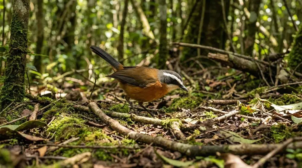 White-browed Robin-Chat