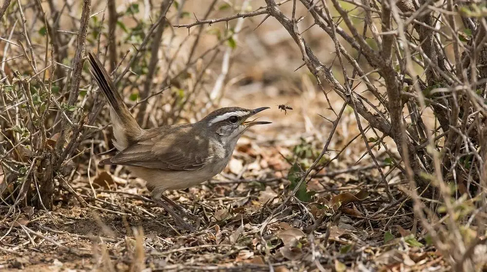 White-browed Scrub Robin