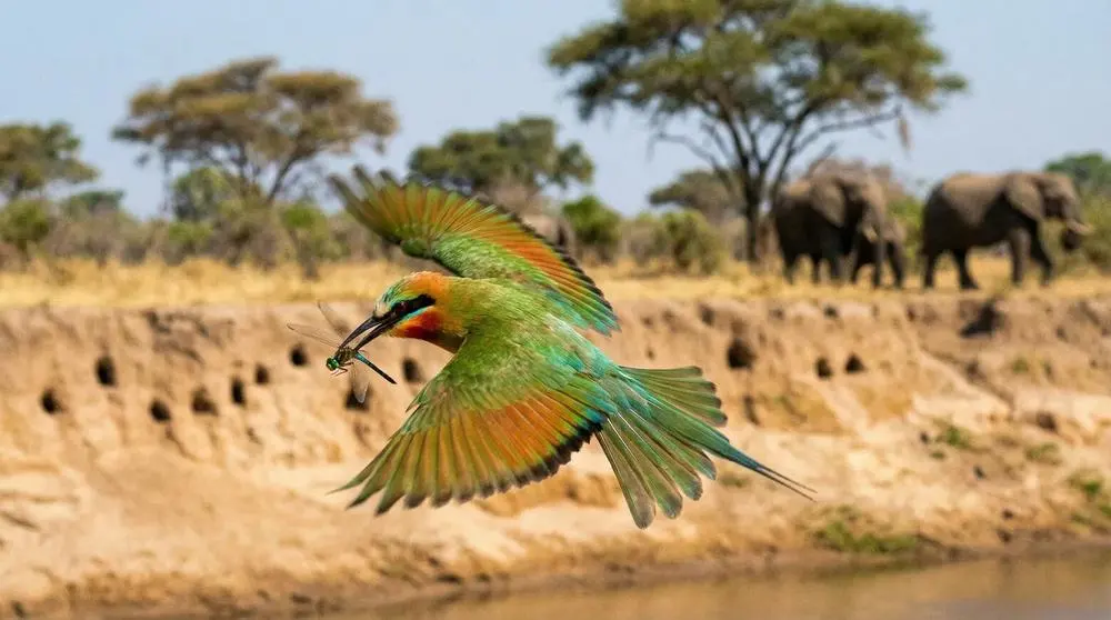 White-fronted Bee Eater