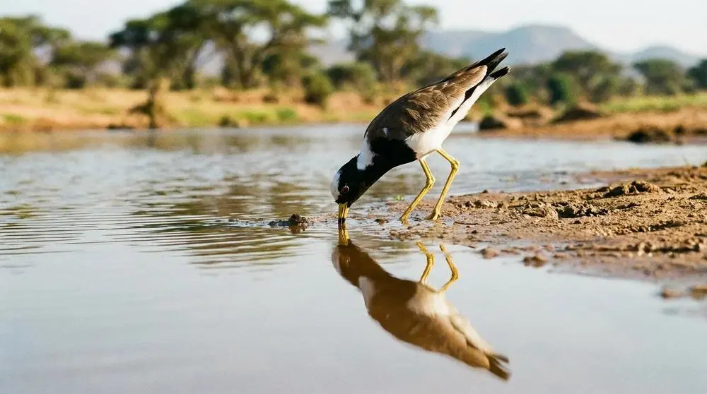 White-headed Lapwing