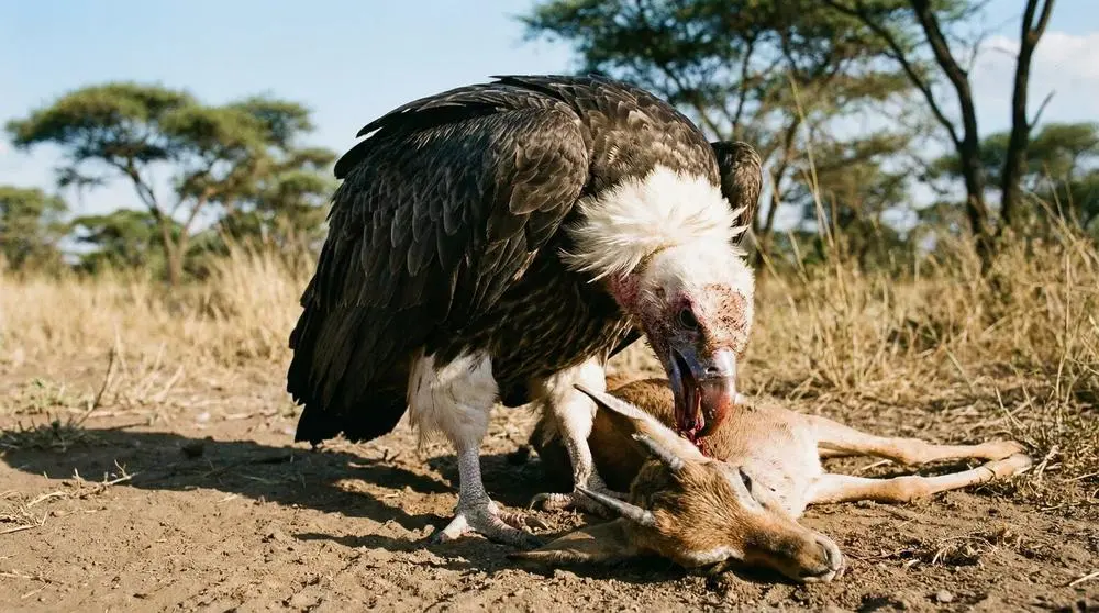White-headed Vulture