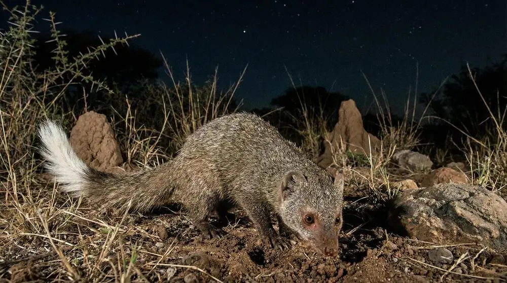 White-tailed Mongoose: Facts, Habitat and Conservation