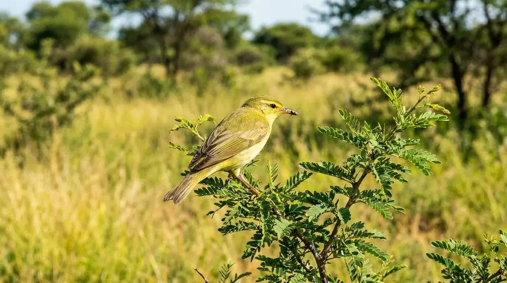 Willow Warbler