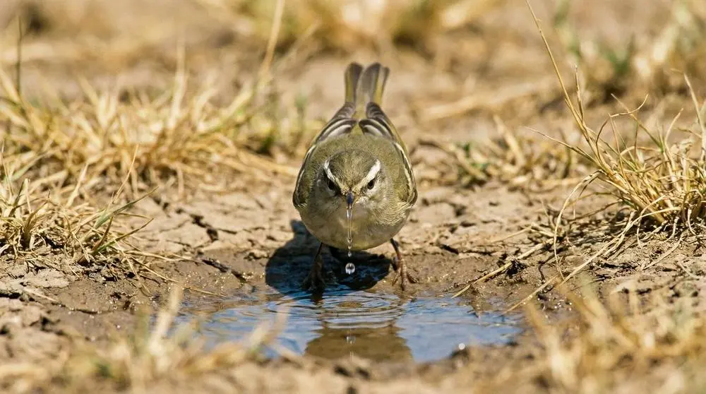 Willow Warbler
