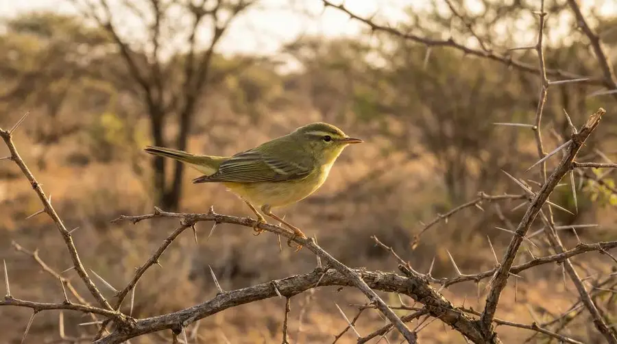 Willow Warbler