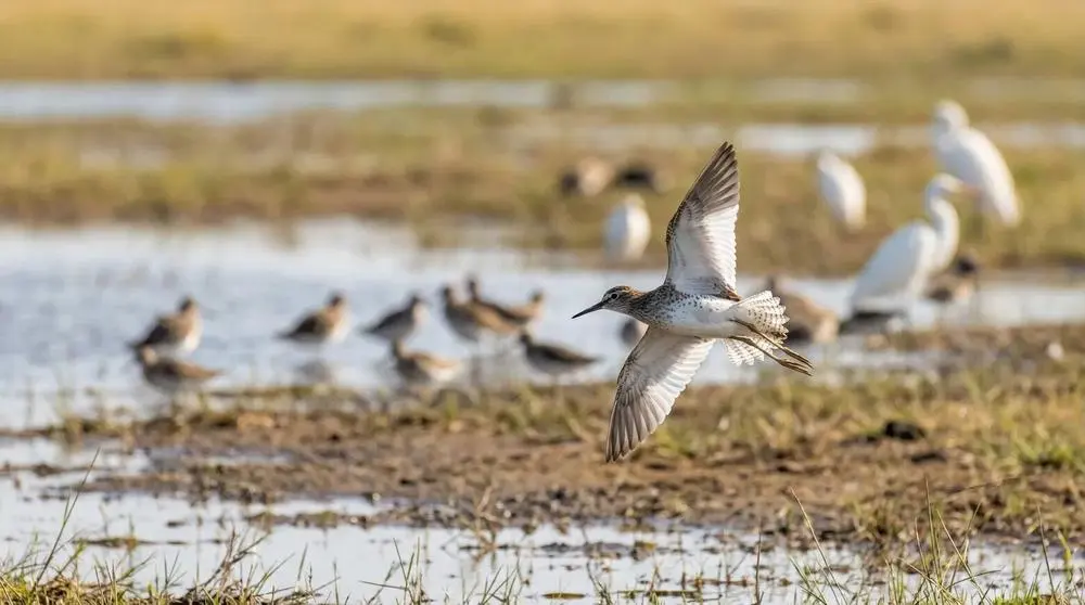 Wood Sandpiper