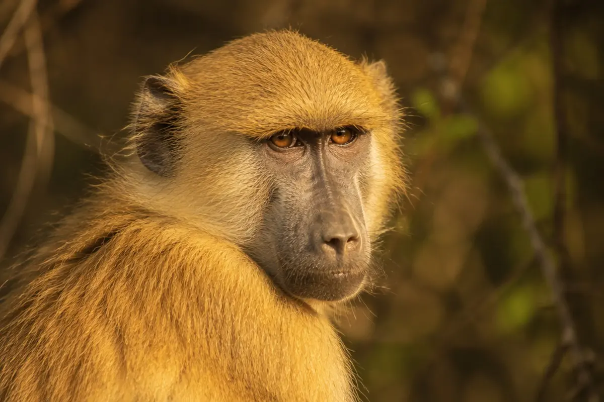 Yellow Baboon: Facts, Habitat and Conservation