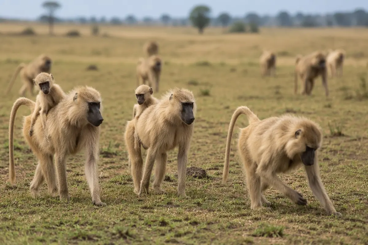 Yellow Baboon