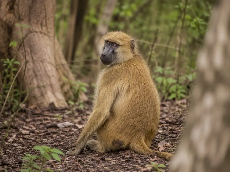 Yellow Baboon