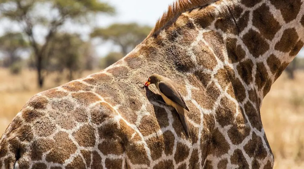 Yellow-billed Oxpecker