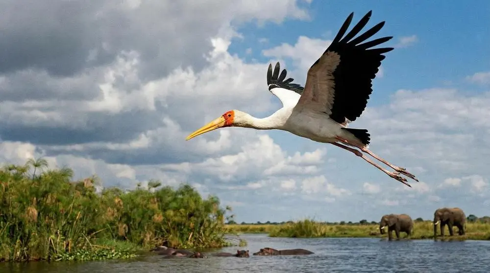 Yellow-billed Stork