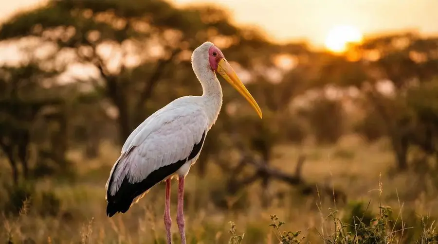Yellow-billed Stork