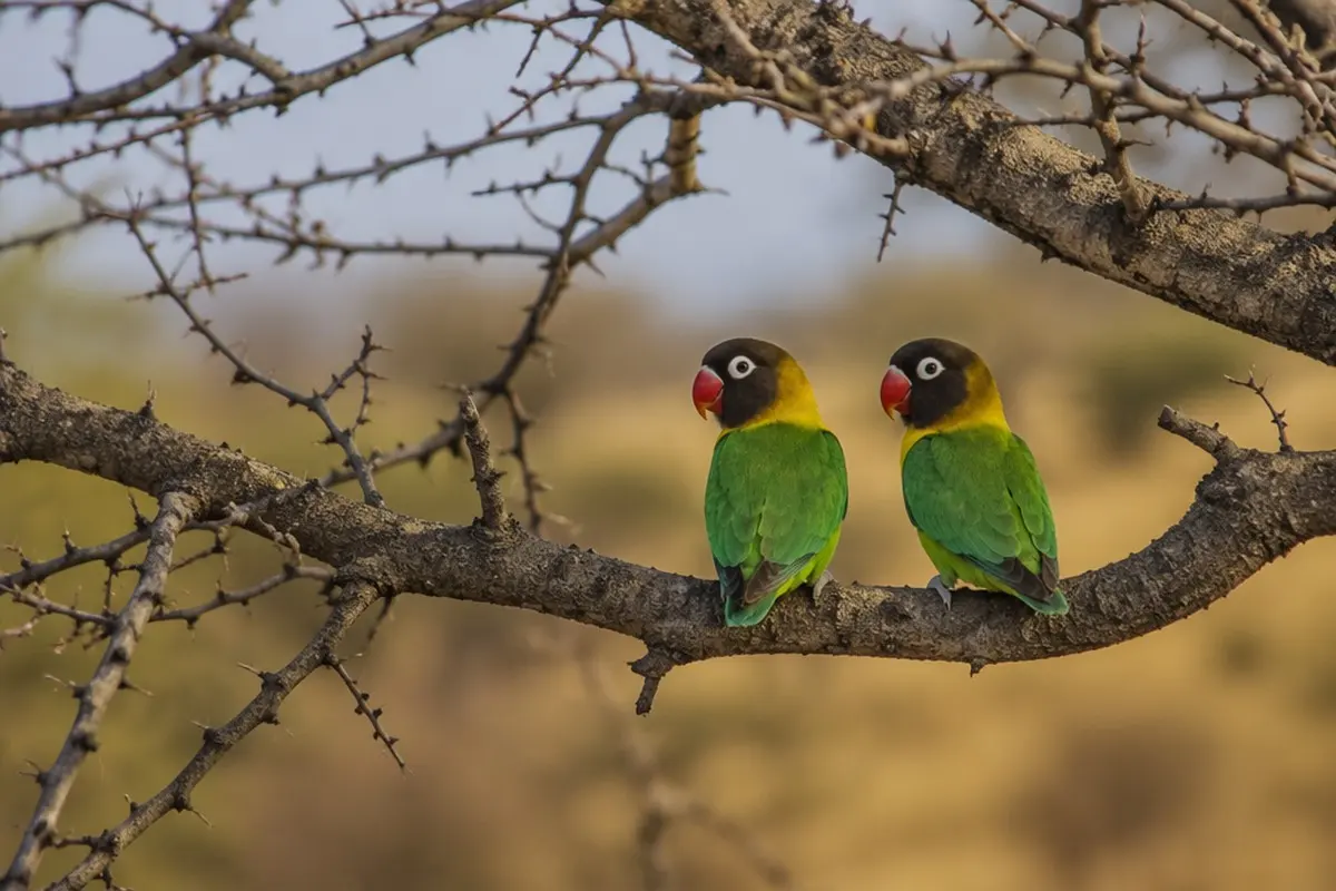 Yellow-collared Lovebird