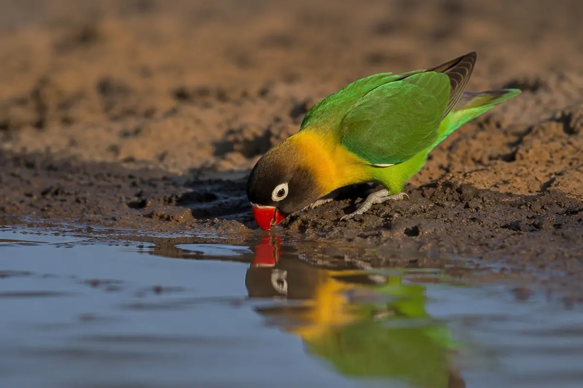 Yellow-collared Lovebird