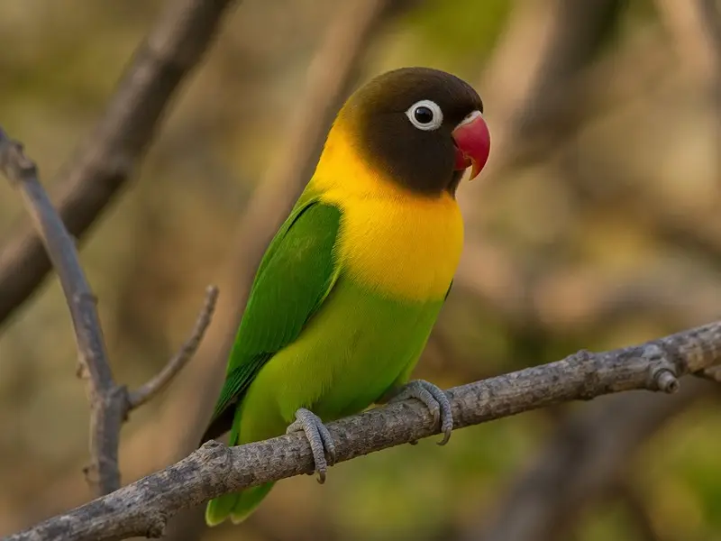 Yellow-collared Lovebird