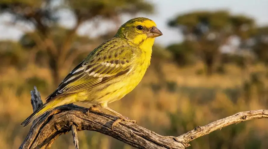 Yellow-fronted Canary