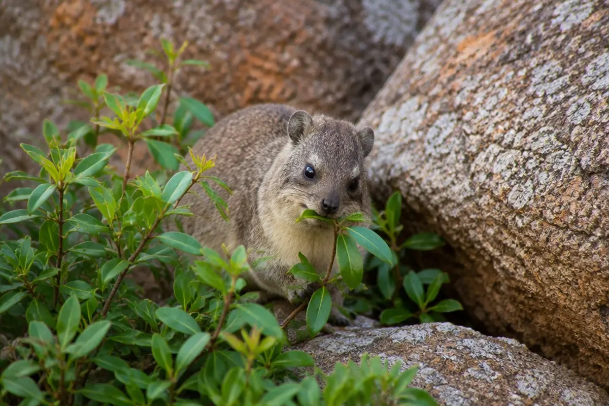 Yellow-spotted Rock Hyrax