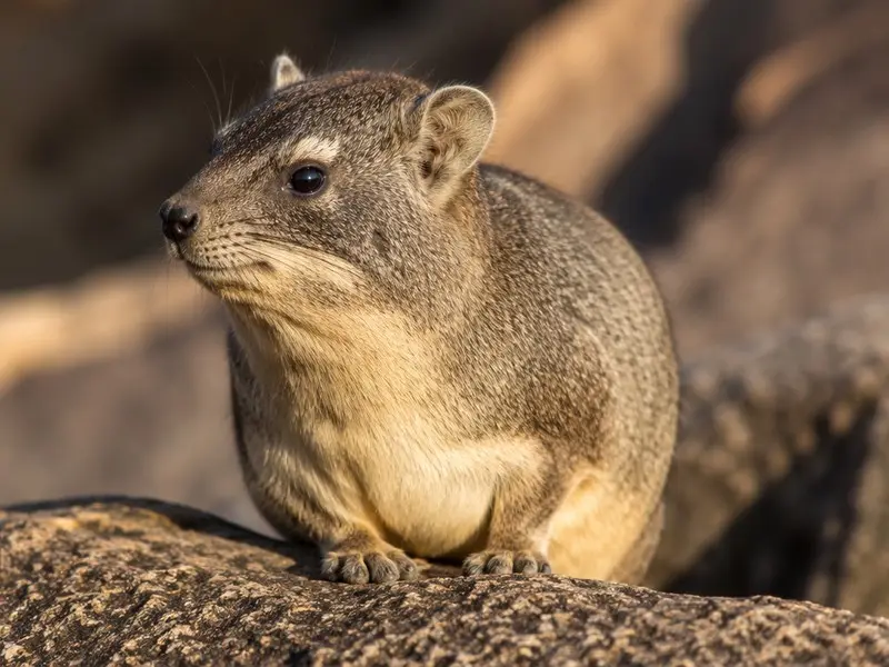 Yellow-spotted Rock Hyrax