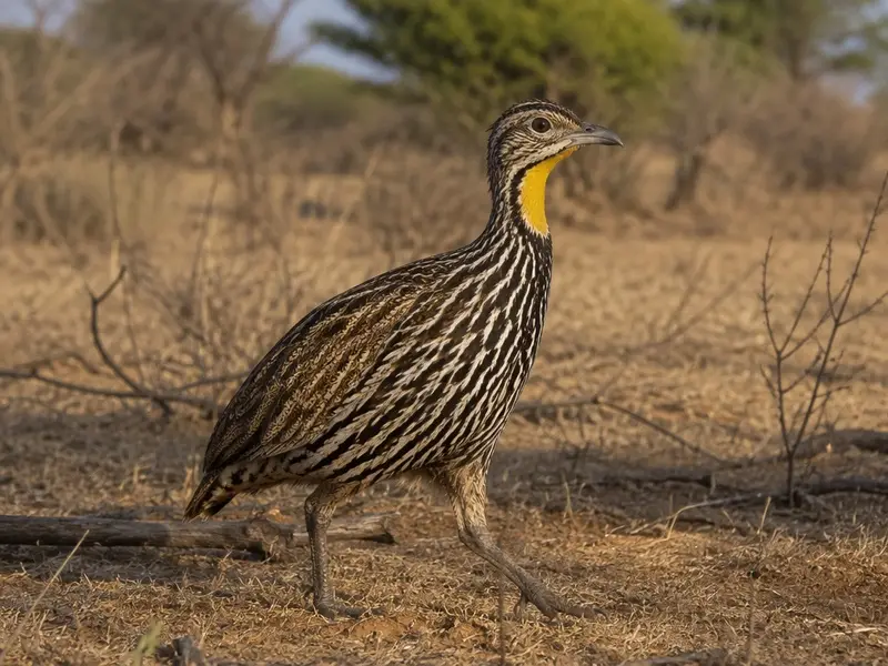 Yellow-throated Francolin