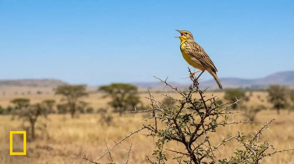 Yellow-throated Longclaw