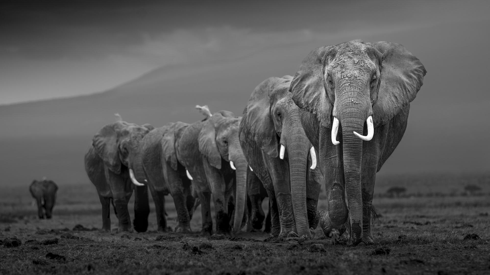 Photographing Elephants in Amboseli: A Wildlife Photographer's View