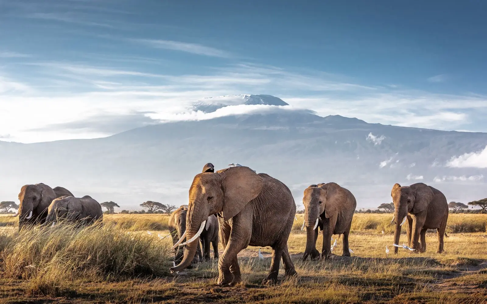 Zambia: The Home of Walking Safaris