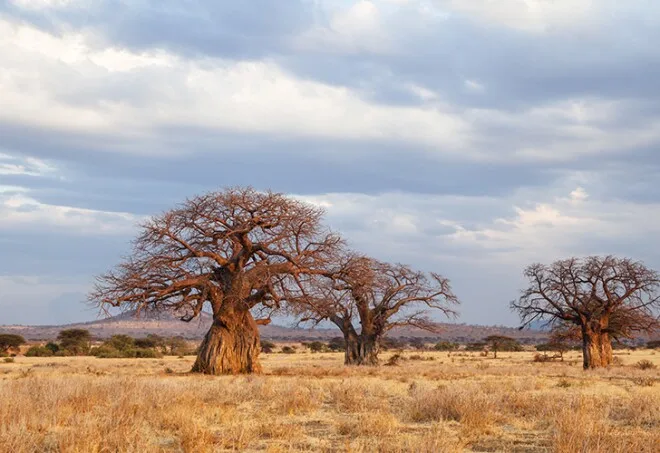 Best Safari Destinations for First-Timers