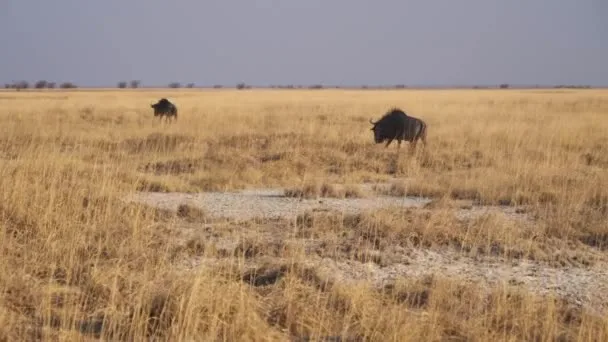 How to Find Leopards on Safari