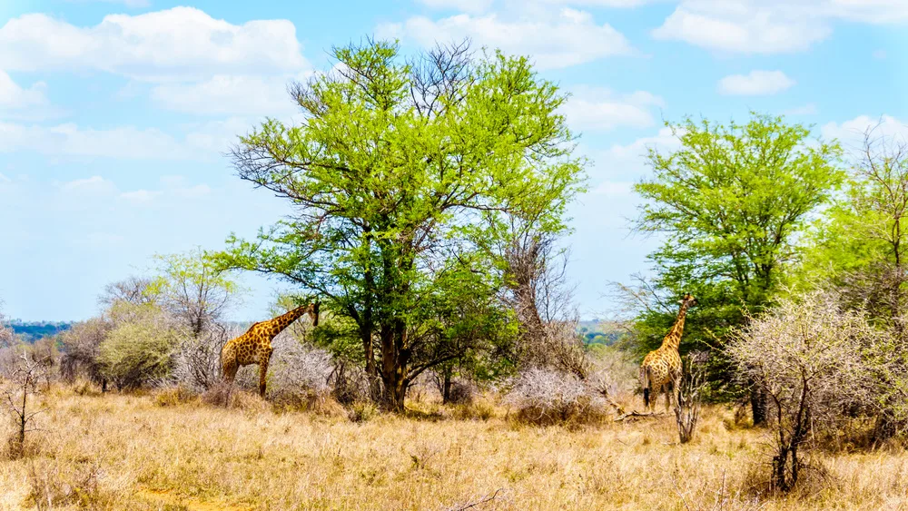 Eco-Lodges and Sustainable Safari Stays
