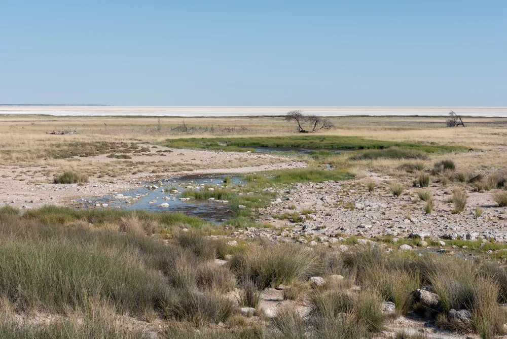 Botswana vs South Africa for Safari