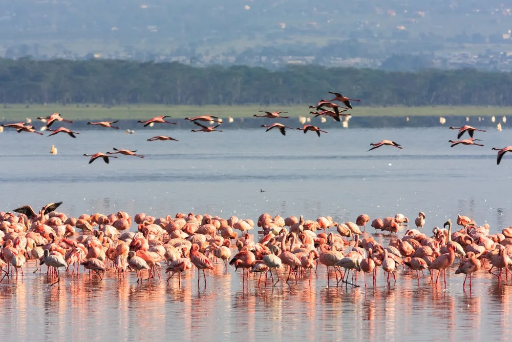 How to Identify Antelope Species on Safari