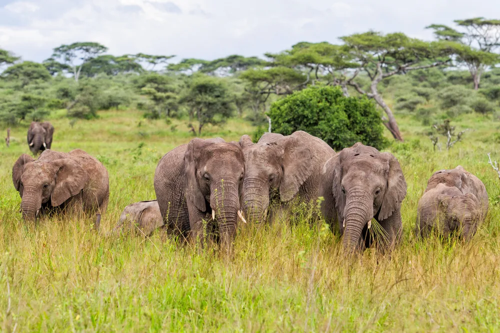 Private vs Group Safari Tours: Which Is Right for You?