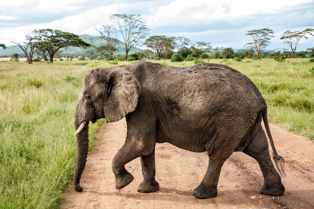 Baboons and Monkeys: Behaviour to Watch