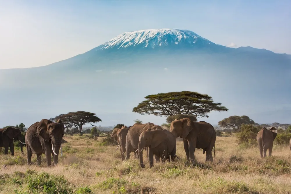 Zimbabwe Safari Highlights