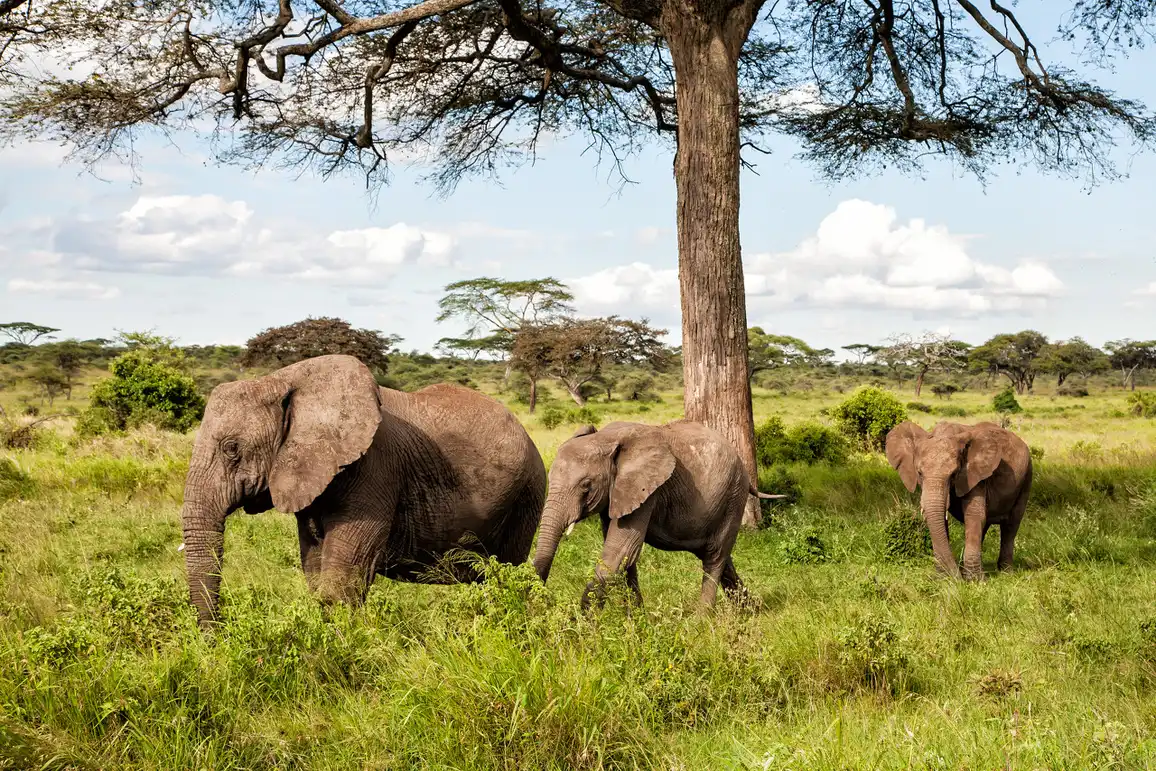 Wildebeest and the Logic of the Herd