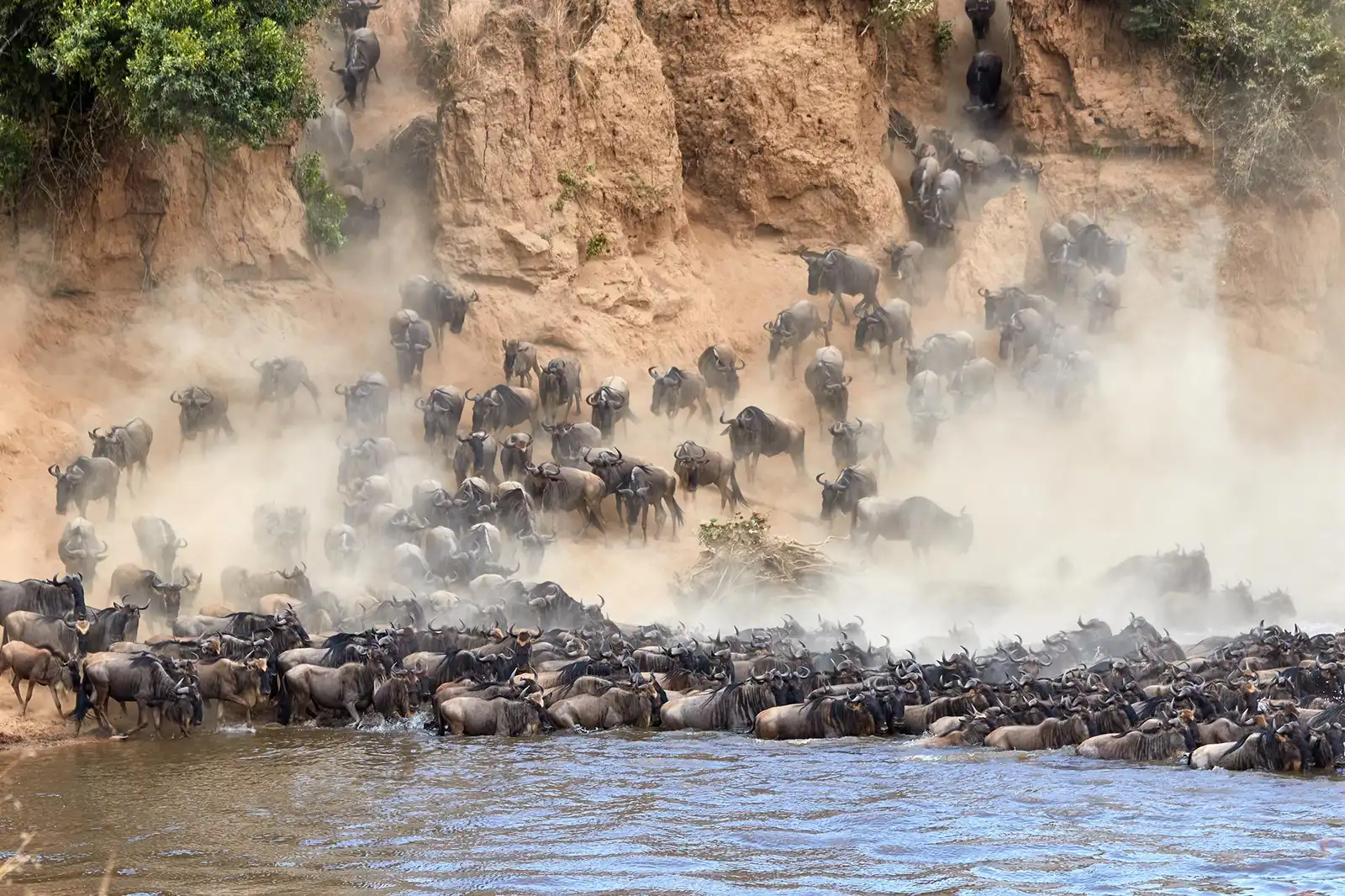 Gorilla Trekking: Rwanda vs Uganda