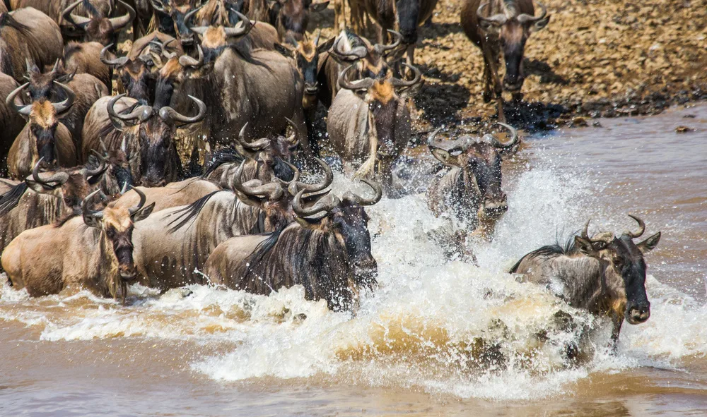How Elephants Communicate
