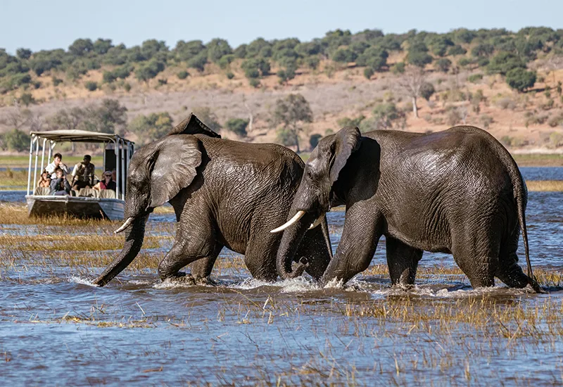 Malaria-Free Safari Destinations