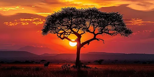 Planning a Safari on a Tight Schedule