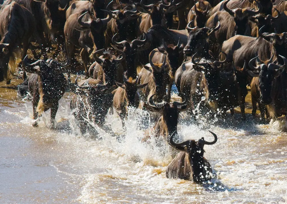 How Predators Hunt on the Savanna