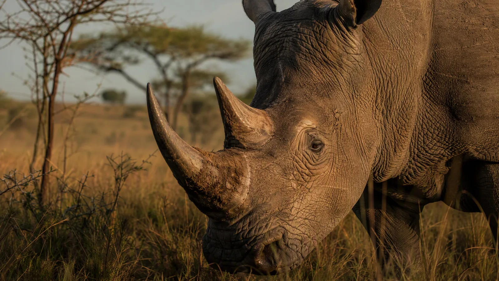 Endangered African animals