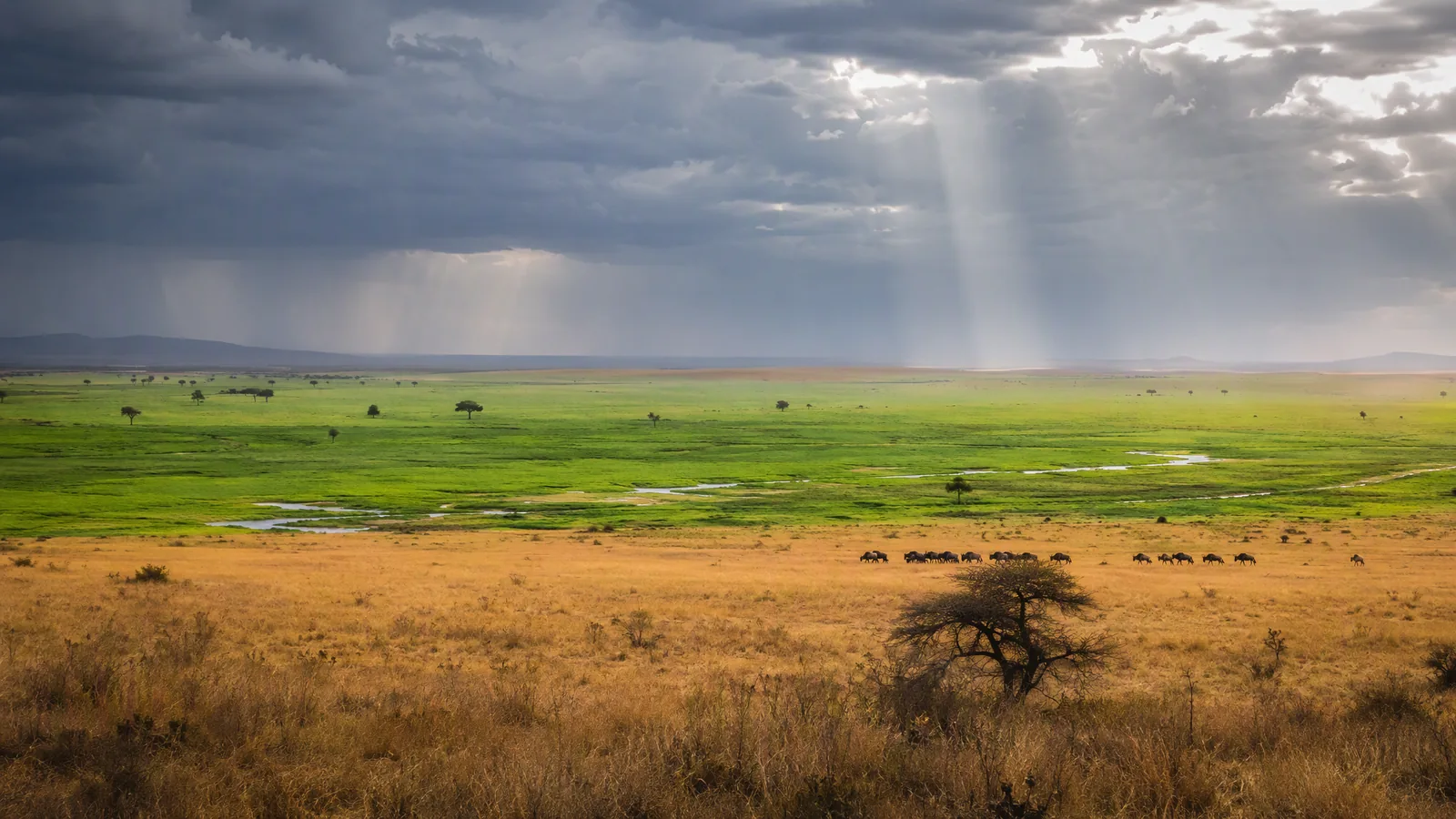 When to go on safari: dry season vs green season